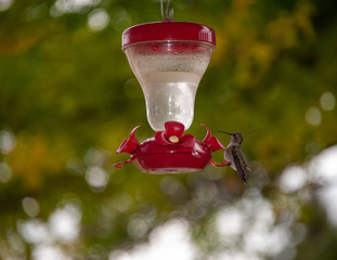 Black-chinned Hummingbird