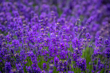 Blooming lavender fields in Pacific Northwest USA