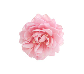 Fresh rose light pink flowers head pattern blooming top view close up  isolated on white background with clipping path