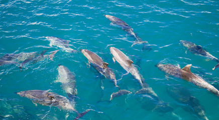 Dolphins in Blue Water following in the surf