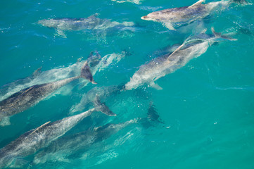 Dolphins in Blue Water following in the surf