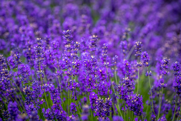 Blooming lavender fields in Pacific Northwest USA