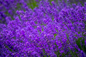 Blooming lavender fields in Pacific Northwest USA