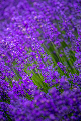 Blooming lavender fields in Pacific Northwest USA