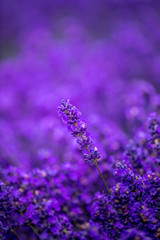 Blooming lavender fields in Pacific Northwest USA