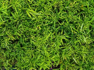 Sky flower with green color in the public park ,Chiang mai, Thailand