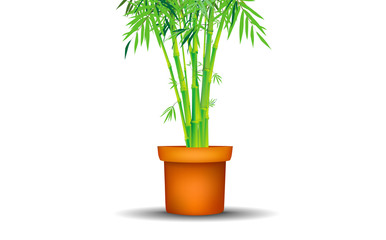 bamboo tree in pot on the white background