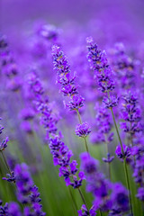 Blooming lavender fields in Pacific Northwest USA