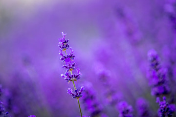 Blooming lavender fields in Pacific Northwest USA