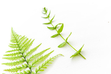 dewy ferns on a white isolated background