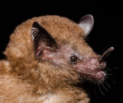 Tailed Tailless Bat (Anoura caudifer)