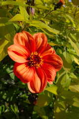 Single Orange Garden Dahlia