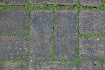 green moss on brick