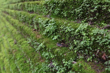 green moss on the wall