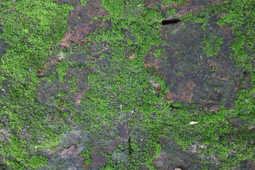moss on the wall