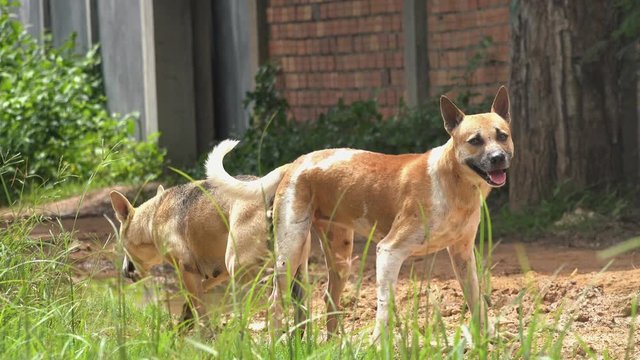 Two stray Dogs in a Romantic Tryst After Mating