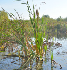 Fototapeta premium Sedge on the banks of a small river.