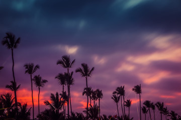 Silhouettes of palm trees on the fion of a beautiful multi-colored sunset.