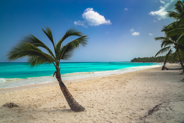 Sunny tropical exotic Caribbean paradise beach with white sand, azure water and palm tree branches over blue sky. 