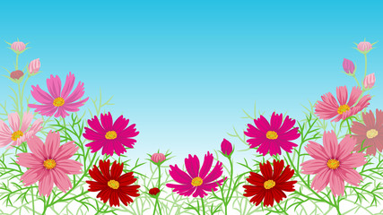 Cosmos flower frame