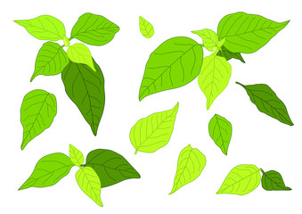 Green Leaves fresh abstract isolated on white background illustration vector