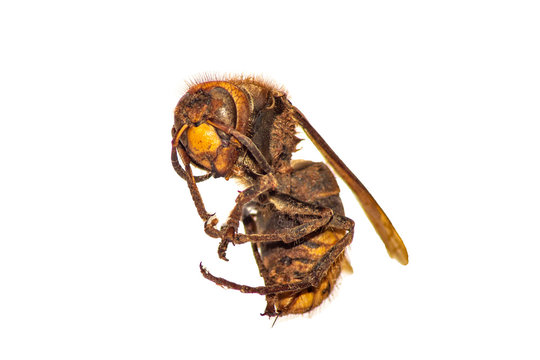 hornet, bee killer caught and dried and photographed on a white background