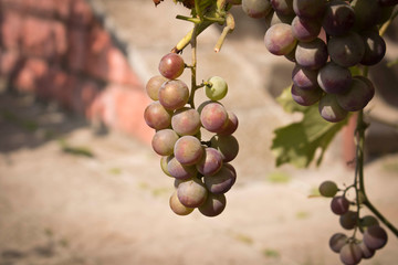Bunches of ripe grapes on a branch among the green foliage.