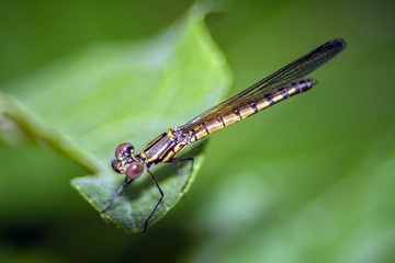 dragonfly on leaf
