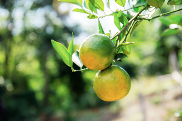 Orange of ripe on tree.