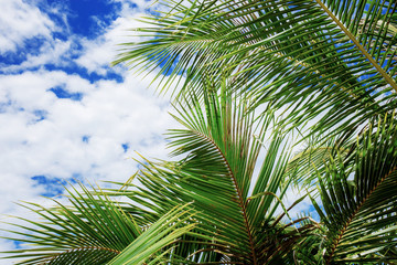 Fototapeta na wymiar Palm leaves with sky.