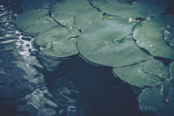 Green leaves pattern; Natural background; vintage style
