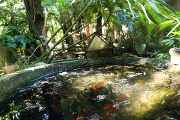 old closeup Fish pond on green leaves background