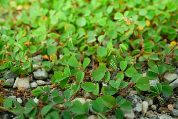 Clover Leaf with granite stone