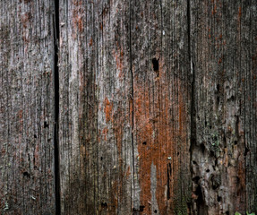 The texture of the bark of a tree. Background image of macro photo of bark with mold
