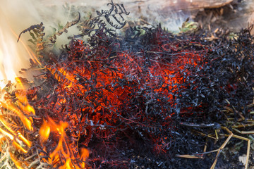 burning fern close up