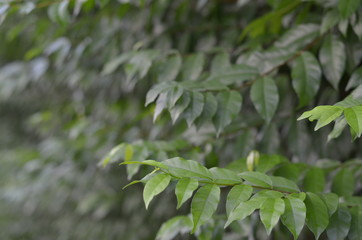 Trees Plants and Flowers in my Garden