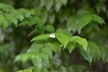 Trees Plants and Flowers in my Garden
