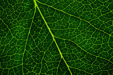 Background image of a leaf of a tree close up. A green leaf of a tree is a big magnification. Macro shooting.