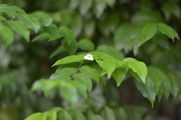Trees Plants and Flowers in my Garden