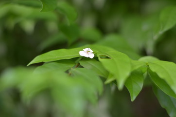 Trees Plants and Flowers in my Garden