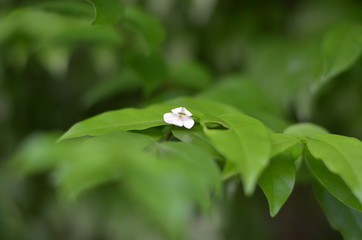 Trees Plants and Flowers in my Garden