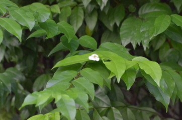 Trees Plants and Flowers in my Garden