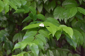Trees Plants and Flowers in my Garden