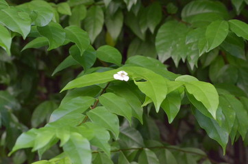 Trees Plants and Flowers in my Garden