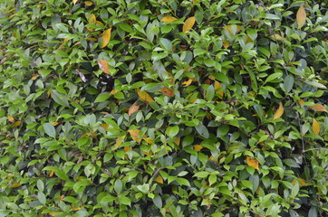 Trees Plants and Flowers in my Garden