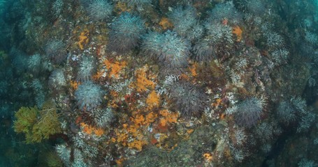 Coral reef scenics from the sea of cortez, Mexico.