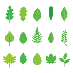 Set Of Green Leaves With Different Shapes
