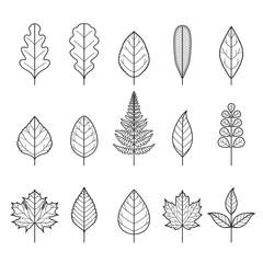 Fototapeta premium Set Of Outline Leaves With Different Shapes