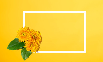 Chrysanthemum flowers from above - overhead view flat lay