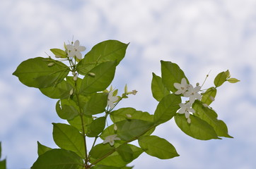Trees Plants and Flowers in my Garden